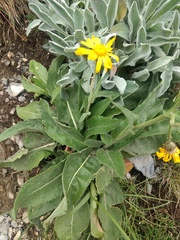 Senecio doronicum