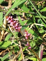 Persicaria hydropiperoides