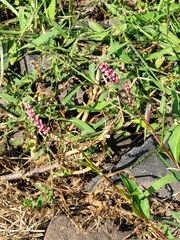 Persicaria hydropiperoides
