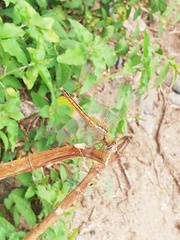 Crocothemis servilia