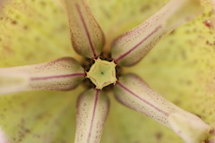 Pachycarpus grandiflorus