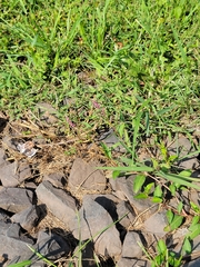 Persicaria hydropiperoides