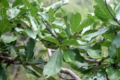 Ixoroideae