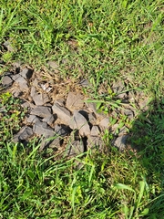 Persicaria hydropiperoides