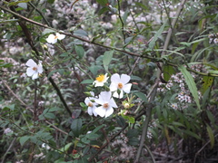 Rosa pricei