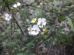 Rosa pricei