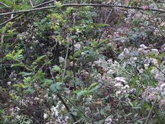 Rosa pricei