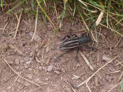 Dorcadion fuliginator