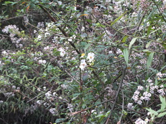 Rosa pricei