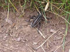 Dorcadion fuliginator