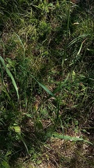 Calamagrostis varia