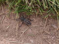 Dorcadion fuliginator