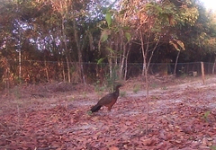 Penelope ochrogaster