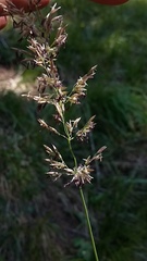 Calamagrostis varia