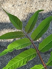 Ailanthus altissima