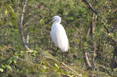 Egretta garzetta