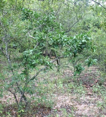 Ixoroideae