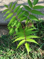 Ailanthus altissima