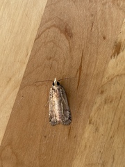 Epilecta linogrisea
