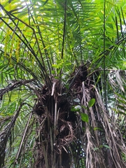 Phytelephas tenuicaulis