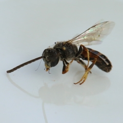 Lasioglossum