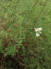 Vicia costata