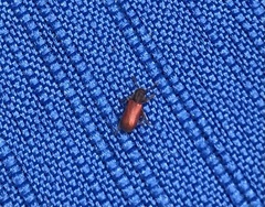 Zenodosus sanguineus