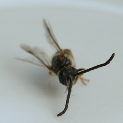 Lasioglossum