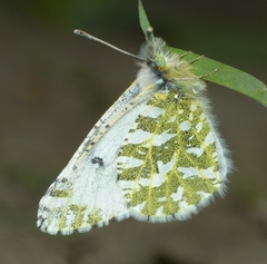 Euchloe creusa