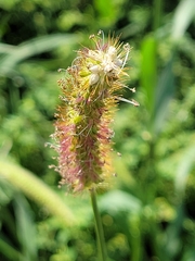 Setaria parviflora