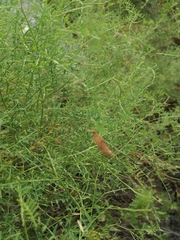 Vicia costata