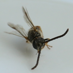 Lasioglossum