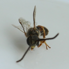 Lasioglossum