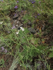 Vicia costata