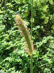 Setaria parviflora
