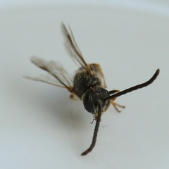 Lasioglossum