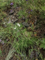 Vicia costata