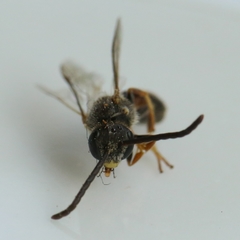 Lasioglossum