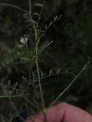 Vicia costata
