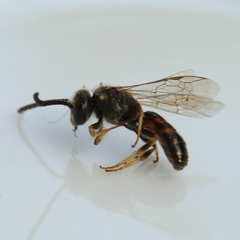 Lasioglossum