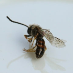 Lasioglossum