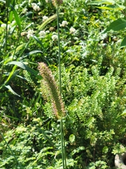 Setaria parviflora