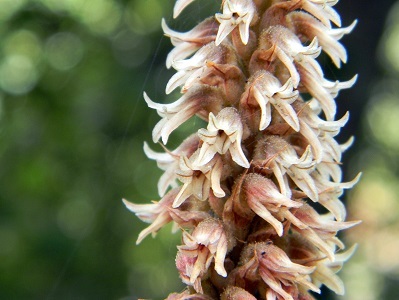 Aulosepalum
