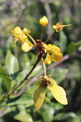 Acridocarpus