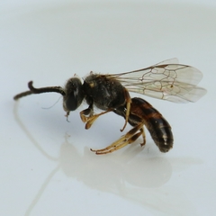 Lasioglossum