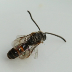 Lasioglossum