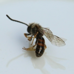 Lasioglossum