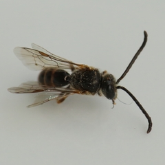 Lasioglossum
