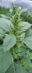 Amaranthus retroflexus