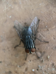 Diptera